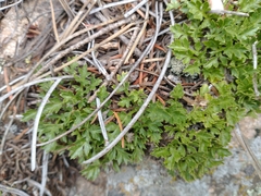 Cymopterus humilis