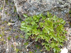 Cymopterus humilis