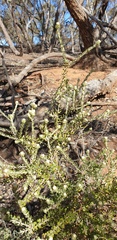 Olearia pimeleoides