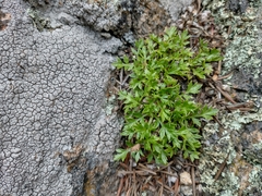 Cymopterus humilis