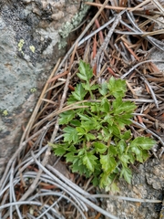 Cymopterus humilis