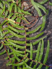 Gleichenia rupestris