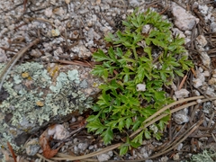 Cymopterus humilis