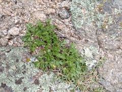 Cymopterus humilis