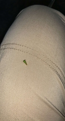 Stictocephala militaris