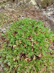 Cymopterus humilis