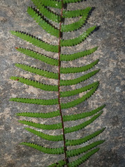 Gleichenia rupestris