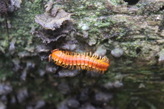 Aceratophallus maya image