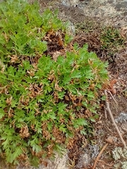 Cymopterus humilis