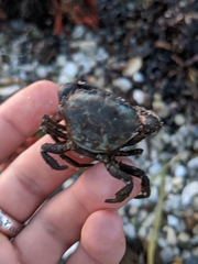 Rhithropanopeus harrisii