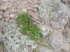 Cymopterus humilis