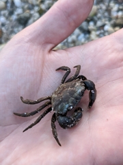 Rhithropanopeus harrisii