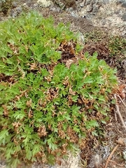 Cymopterus humilis