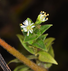 Stellaria littoralis
