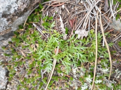 Cymopterus humilis