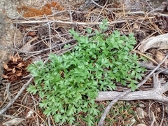 Cymopterus humilis