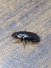 Carabidae