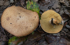 Suillus decipiens