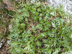 Cymopterus humilis