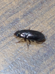 Carabidae