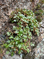 Cymopterus humilis