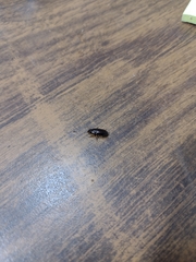 Carabidae
