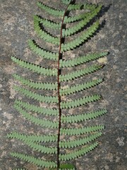 Gleichenia rupestris