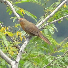 Phacellodomus ferrugineigula