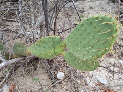 Opuntia caboensis