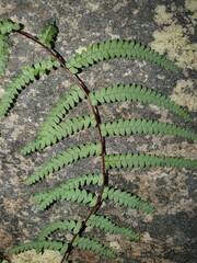 Gleichenia rupestris
