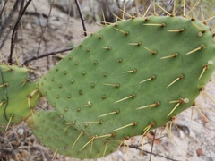 Opuntia caboensis