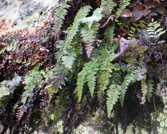 Myriopteris alabamensis