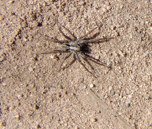 Koch's Wolf Spider photo 5