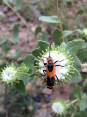Chauliognathus basalis