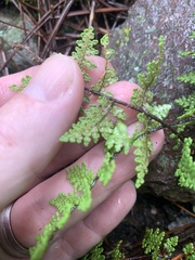 Myriopteris fendleri