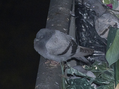 Columba livia domestica