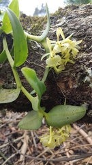 Epidendrum chlorocorymbos