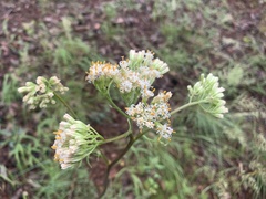 Psacalium decompositum