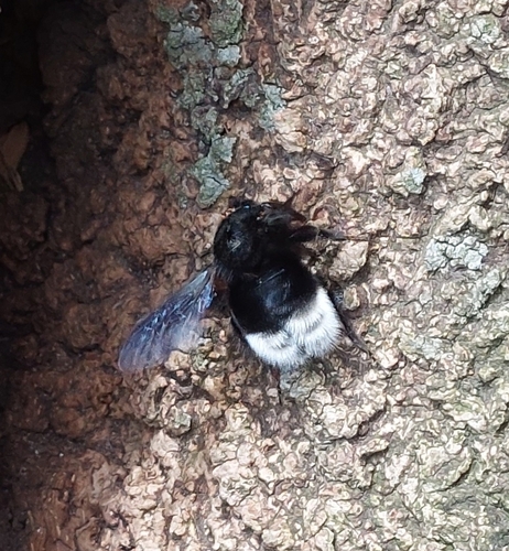 Bombus melaleucus
