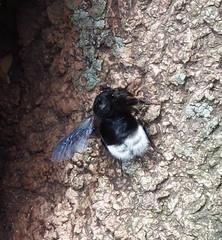 Bombus melaleucus