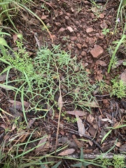 Psacalium decompositum
