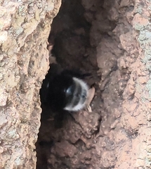 Bombus melaleucus