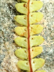 Gleichenia rupestris