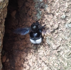 Bombus melaleucus