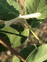 Hellinsia homodactylus