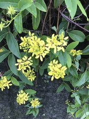 Tristellateia australasiae