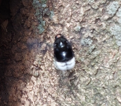 Bombus melaleucus