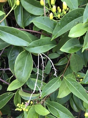 Tristellateia australasiae