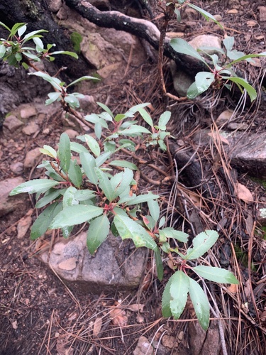 Arizona madrone (Arbutus arizonica)