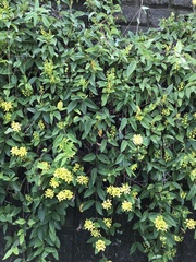 Tristellateia australasiae